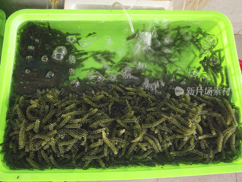 越南市场出售海葡萄、绿鱼子酱或Umi budo